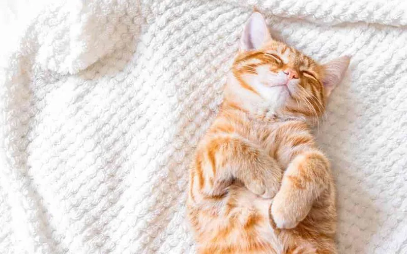 Chiêm bao thấy mèo vàng mang điềm báo đại cát về tài lộc và thịnh vượng.