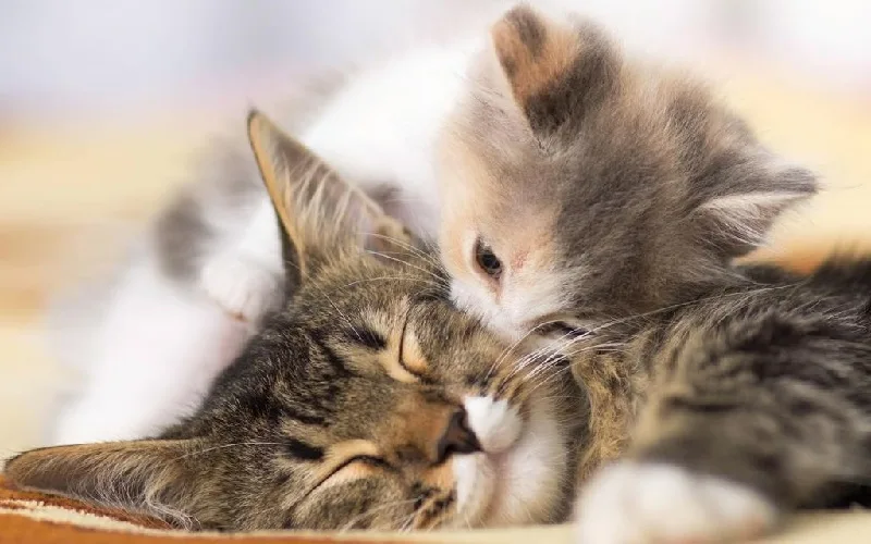 Giấc mơ mèo đẻ con báo hiệu gia đình sắp đón nhận nhiều tin vui mới.