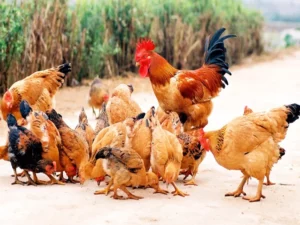 nam-mo-thay-dan-ga-danh-con-gi-va-nhung-con-so-thuong-duoc-nhac-den-7